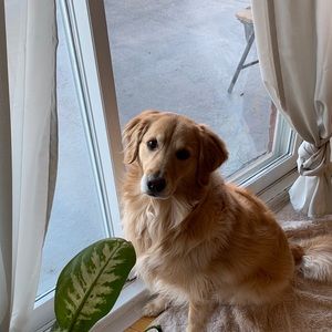 Meet your Posher, Rency